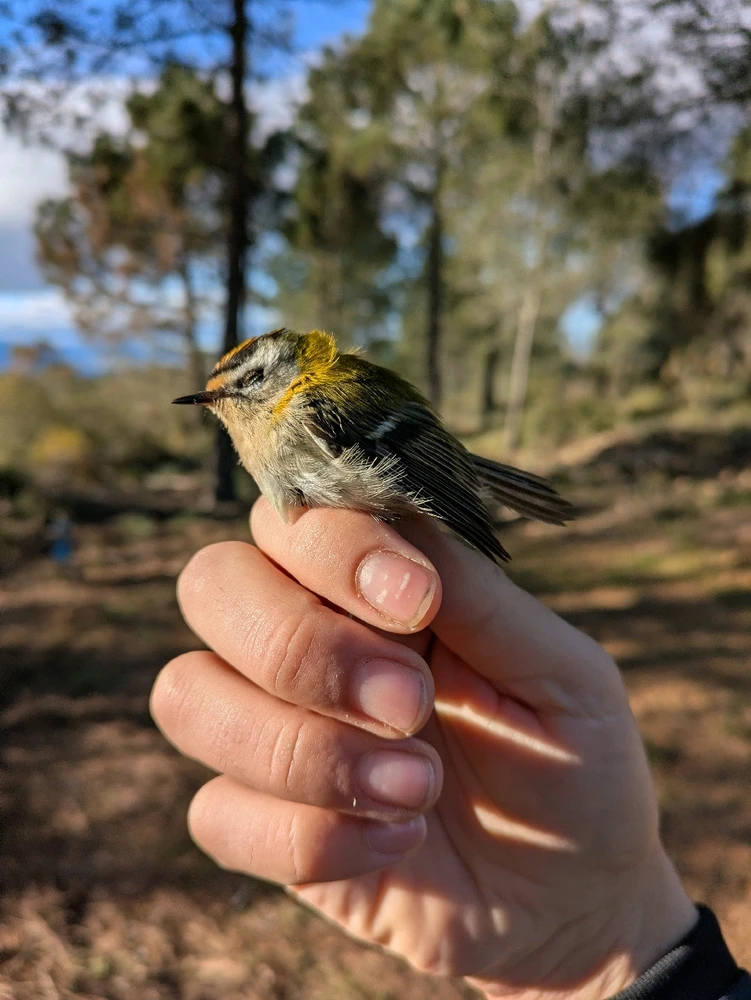 Image uploaded by Jesús