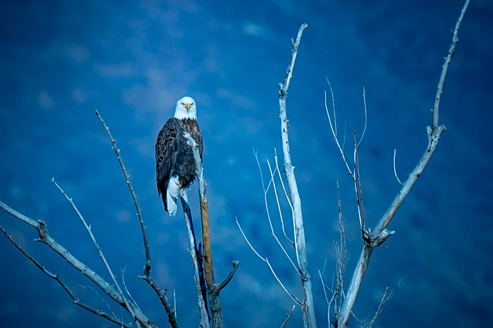 Image uploaded by Jake