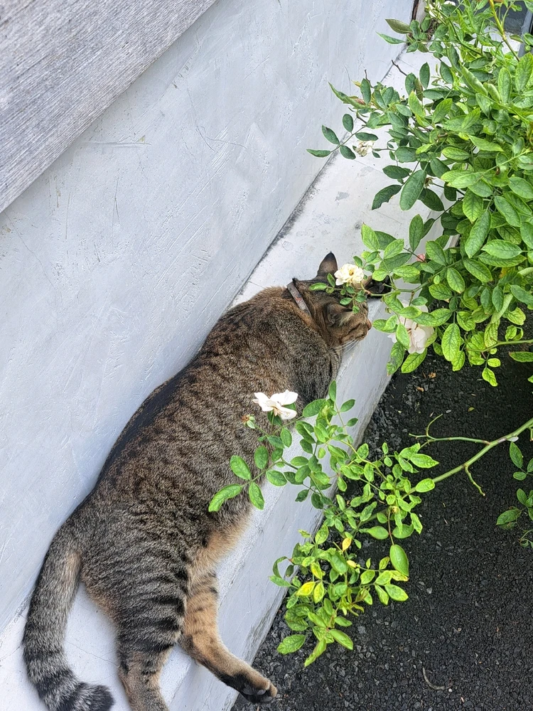 Image uploaded by Rize