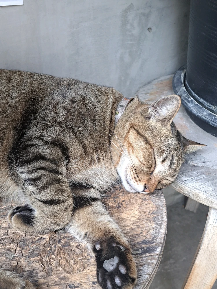 Image uploaded by Rize