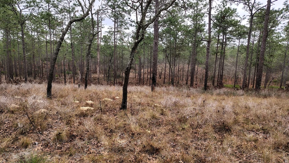 Image uploaded by Joe