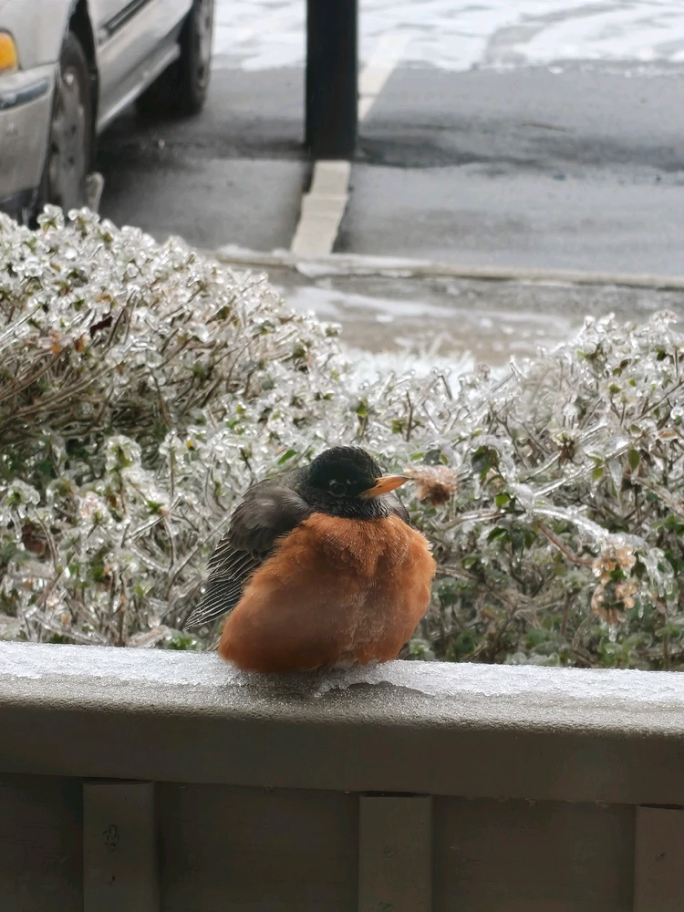 Image uploaded by Joseph