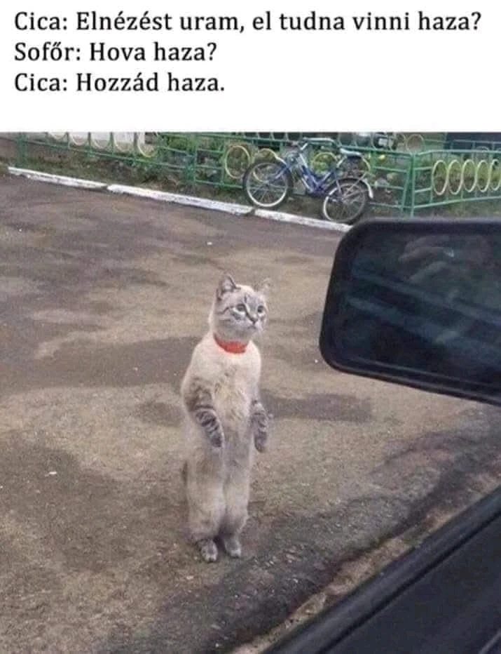 Dávid által feltöltött GIF