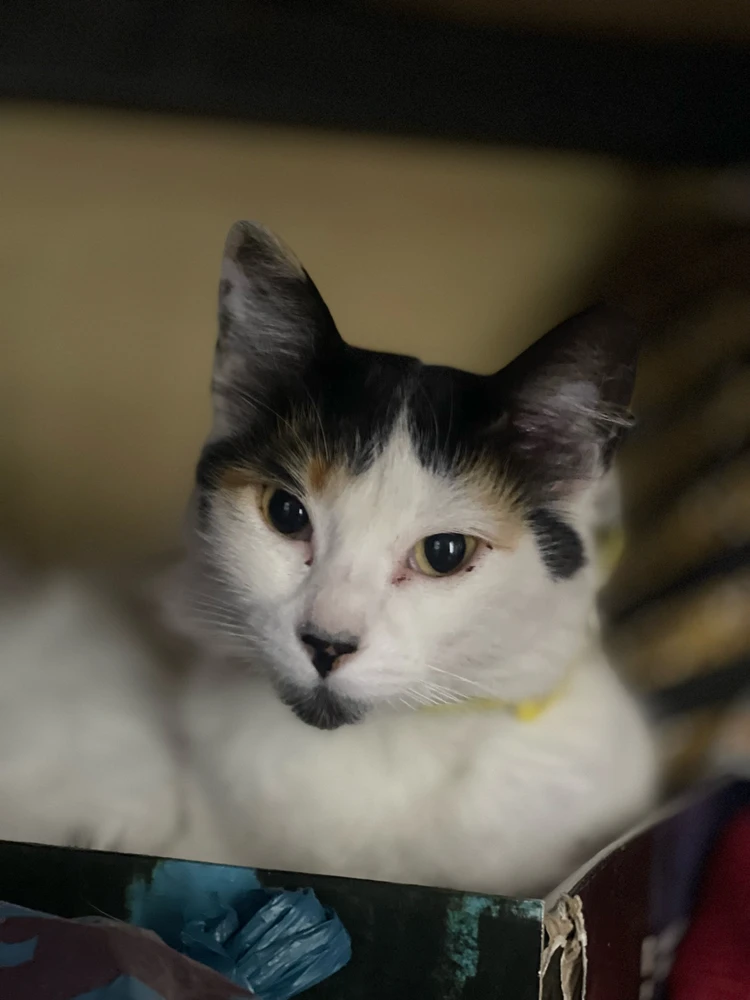 Imagen subida por Elizabeth