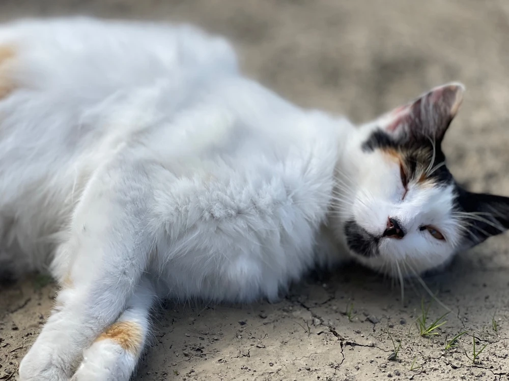 Imagen subida por Elizabeth