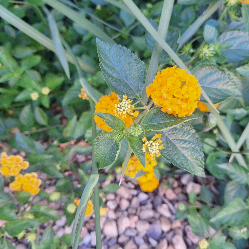 Image uploaded by Lucas