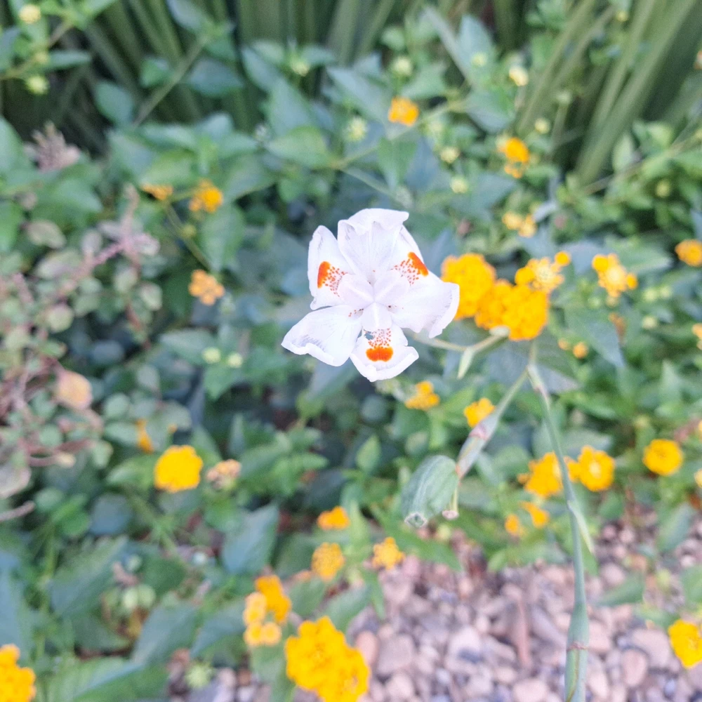 Image uploaded by Lucas