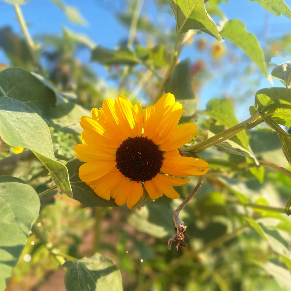 Image uploaded by Lucas