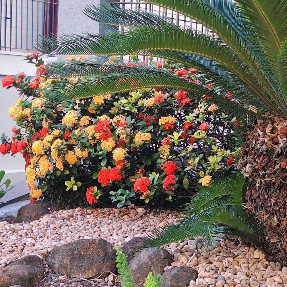 Image uploaded by Lucas