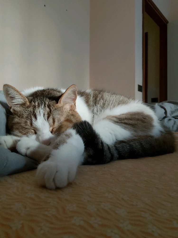 GIF caricata da Mr Nice