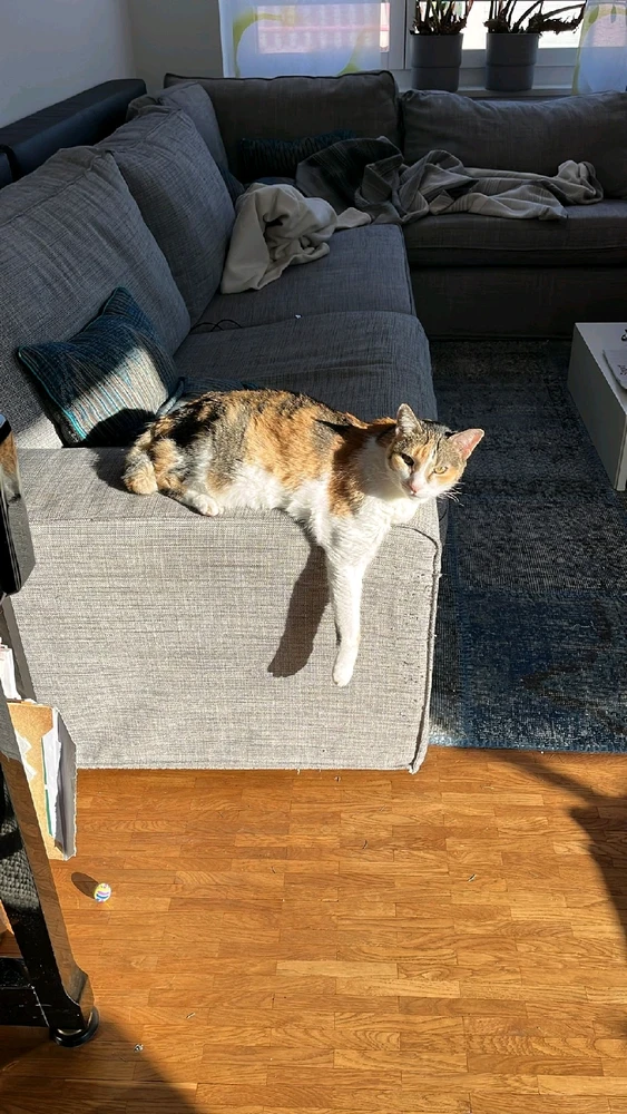 GIF hochgeladen von Noah