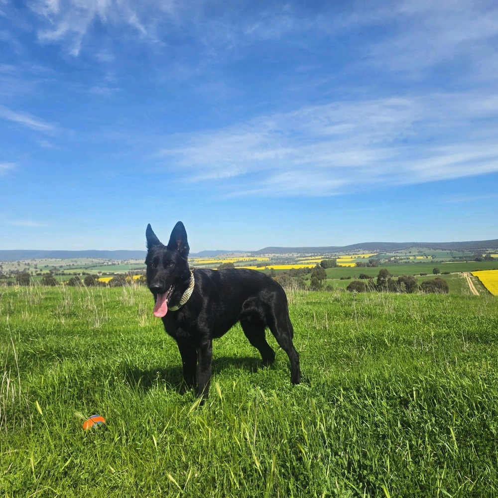 Image uploaded by Fox