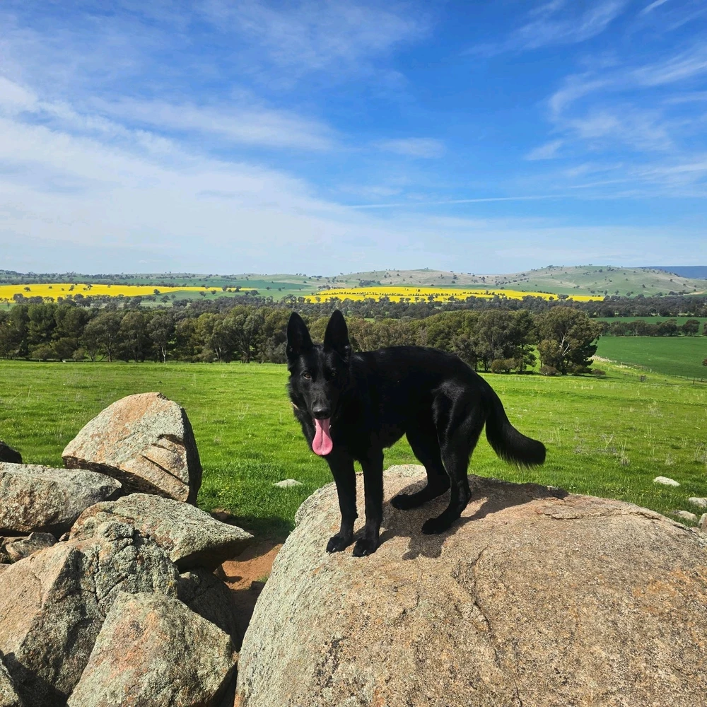 Image uploaded by Fox