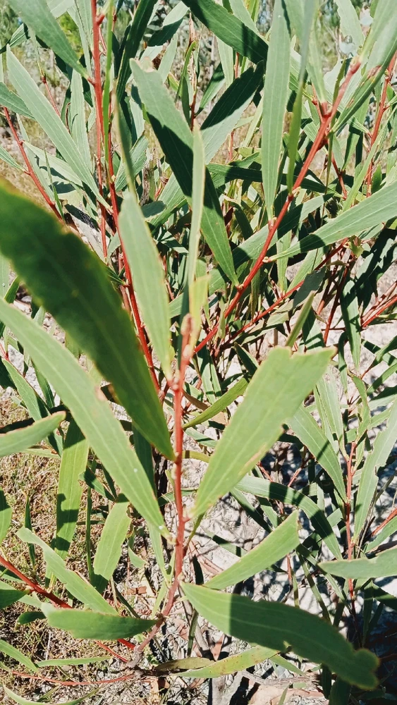 Image uploaded by Mikael