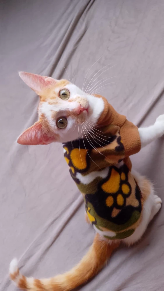 GIF subido por Oswaldo