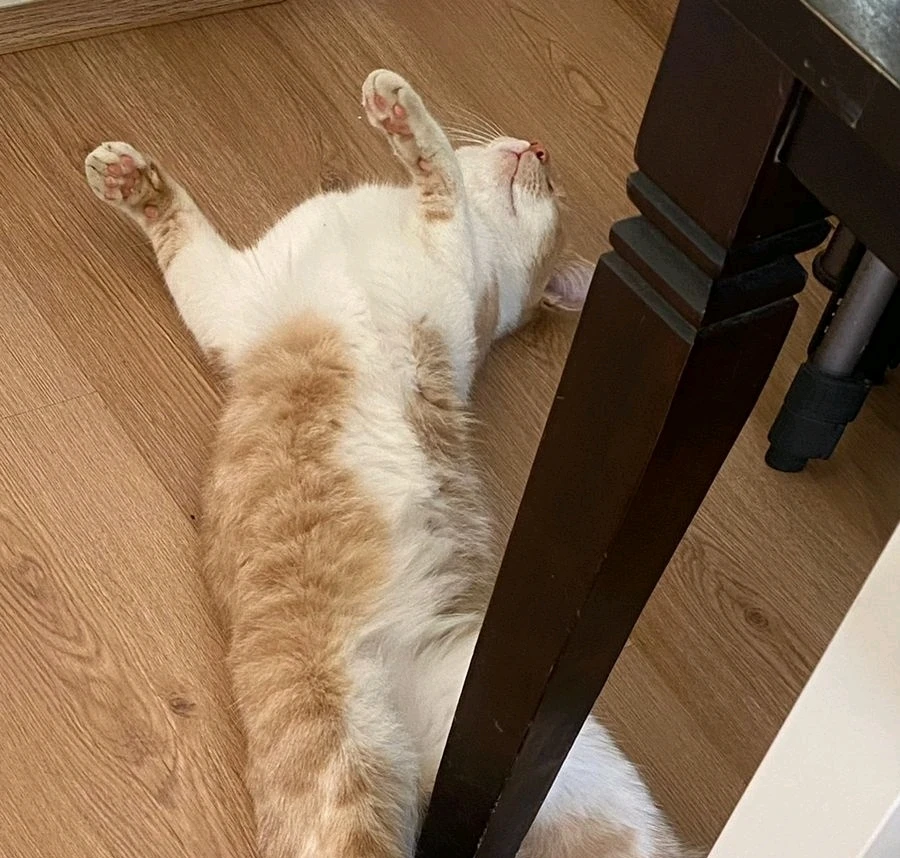 GIF uploaded by Juan