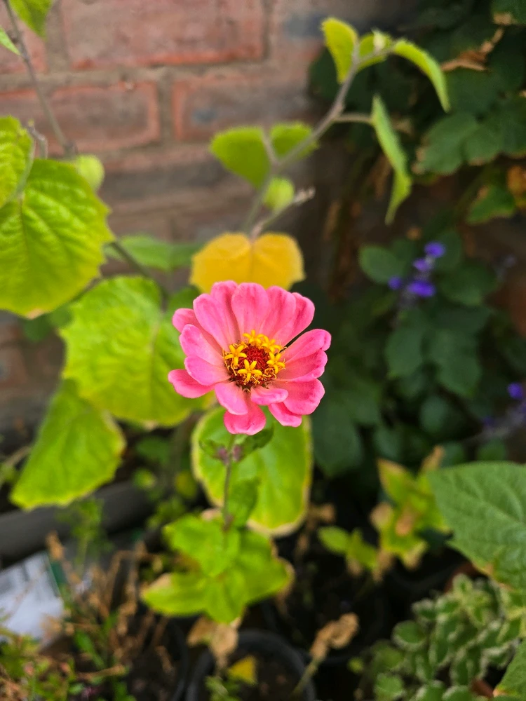 Image uploaded by Ciaran 🏳️‍⚧️