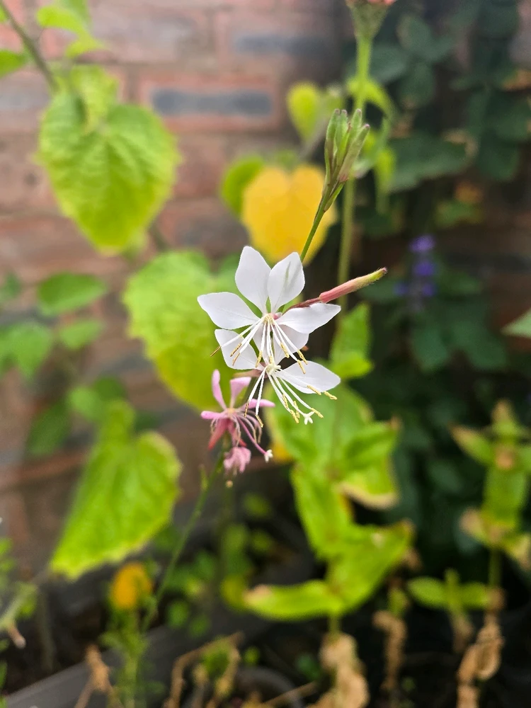 Image uploaded by Ciaran 🏳️‍⚧️