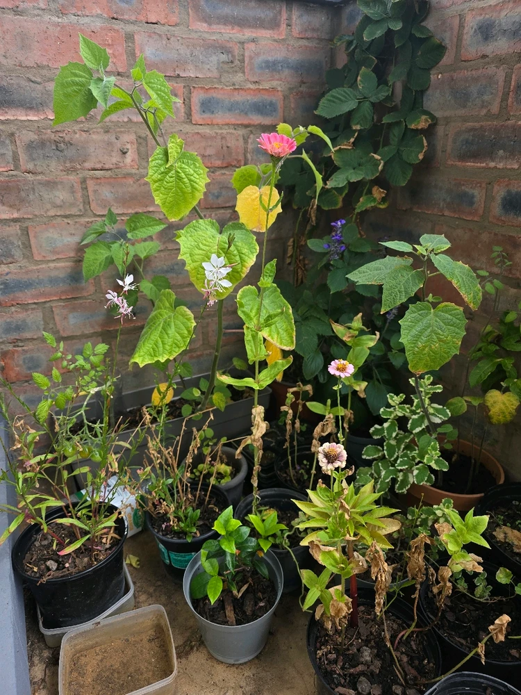 Image uploaded by Ciaran 🏳️‍⚧️