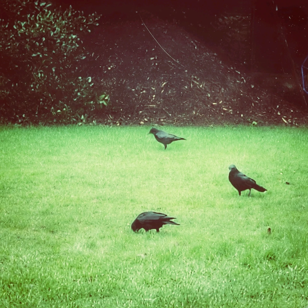 Image uploaded by Ryan