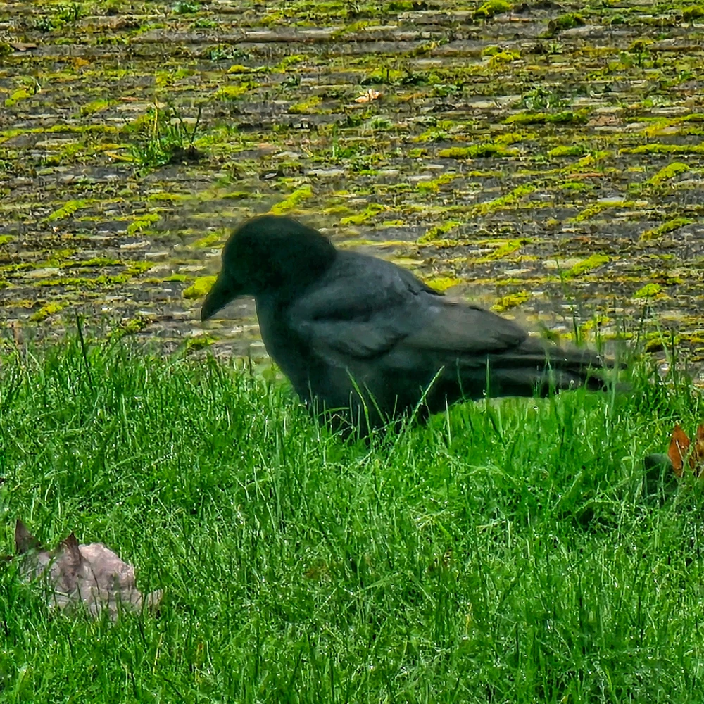 Image uploaded by Ryan