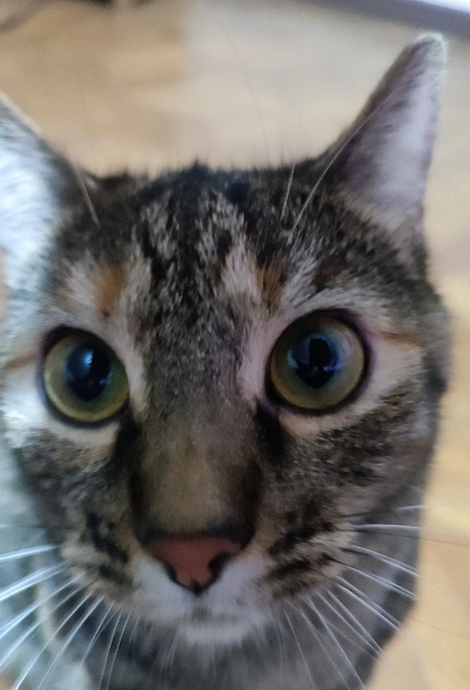 GIF subido por Miu