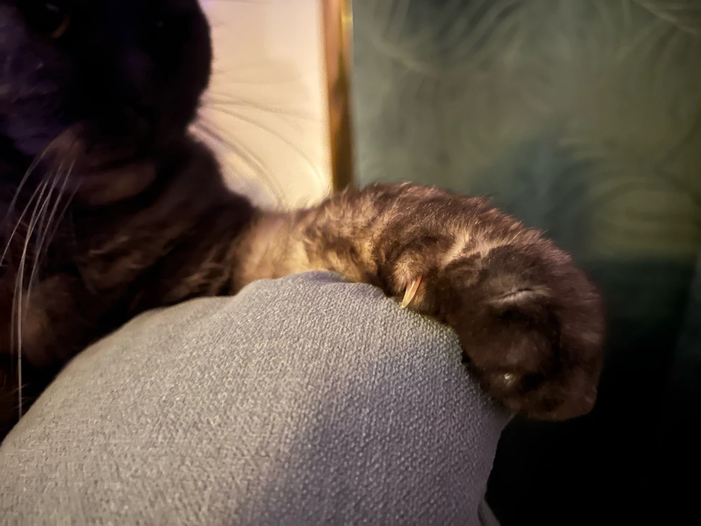 Obrázek nahrál mira