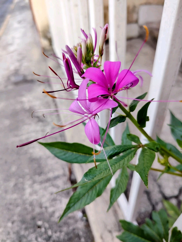 Imagen subida por Arturo