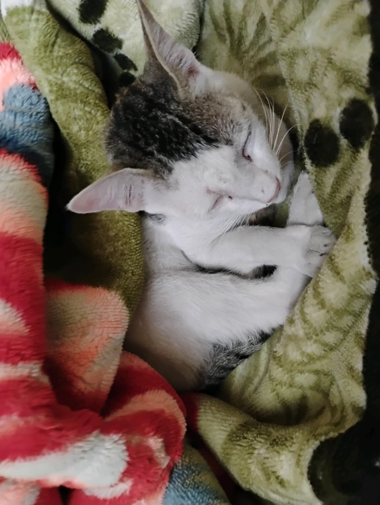 GIF uploaded by Shubhradeep