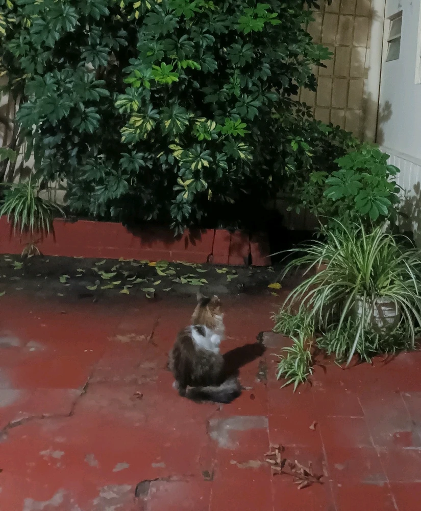 GIF subido por Nicolás