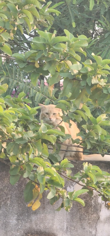 GIF uploaded by Sathish Chan