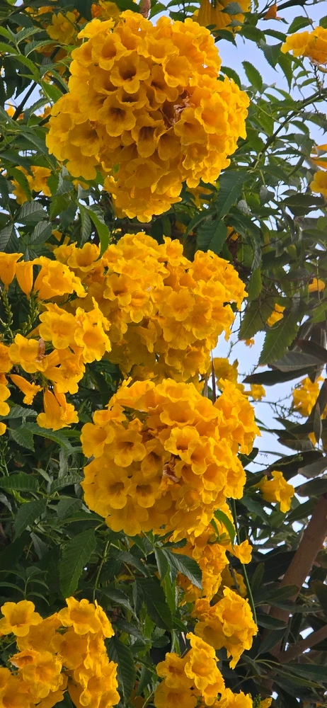 Image uploaded by Gheng