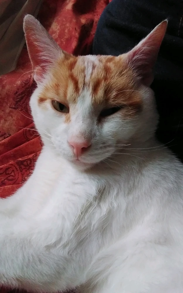 Image uploaded by Gareth