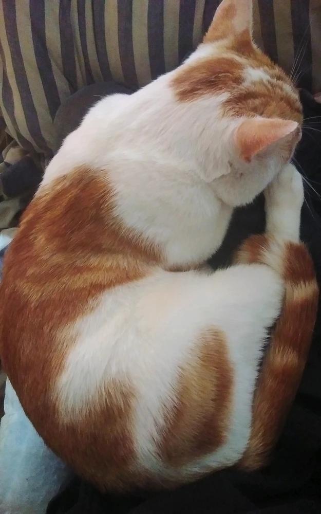 Image uploaded by Gareth