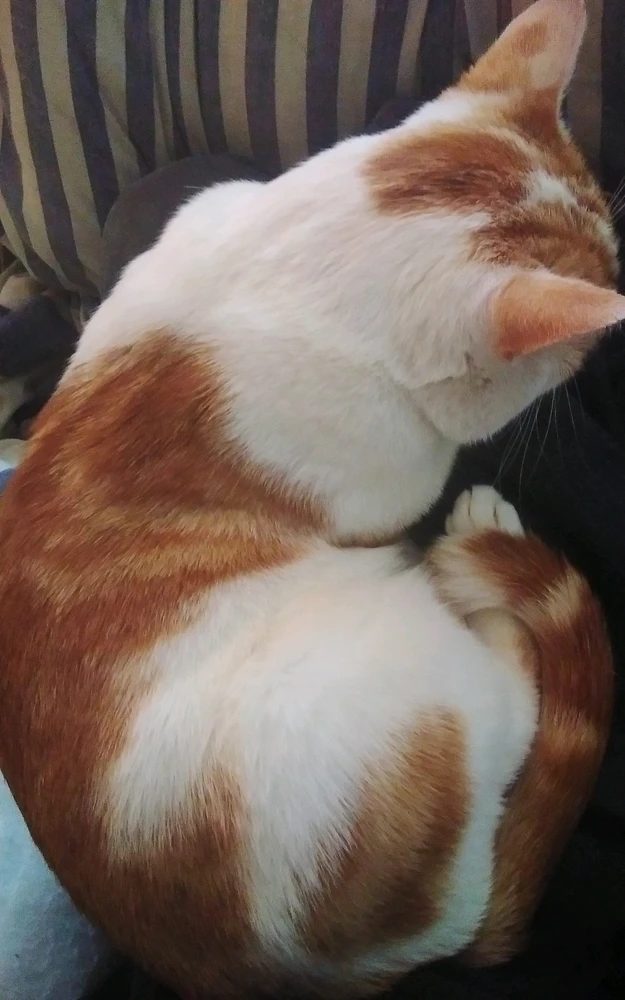 Image uploaded by Gareth