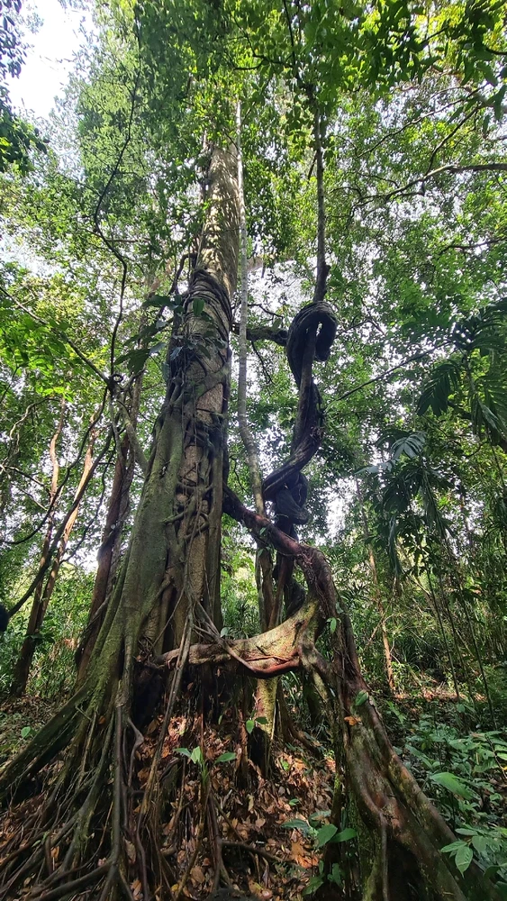 Image uploaded by Kina