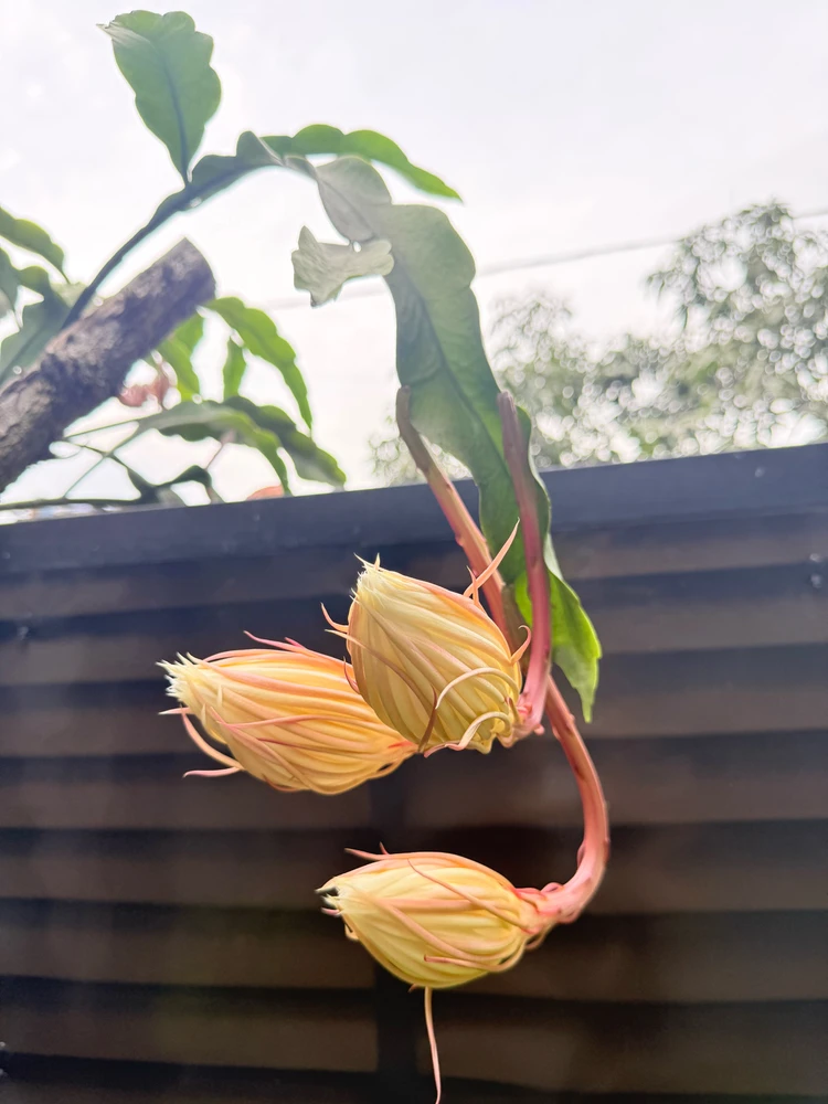 Image uploaded by Nuyz