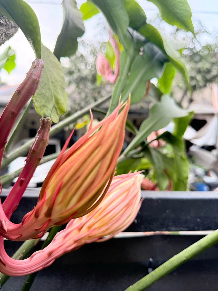 Image uploaded by Nuyz