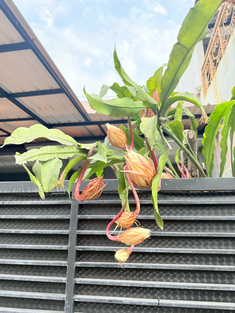 Image uploaded by Nuyz