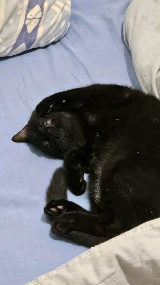 GIF ajouté par Salomon