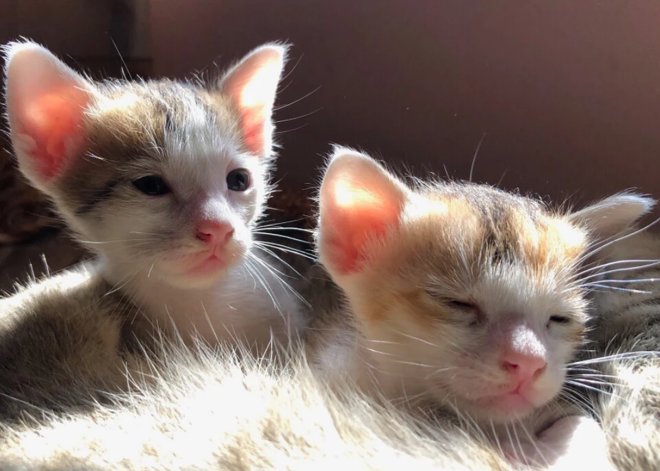 GIF uploaded by Arzya