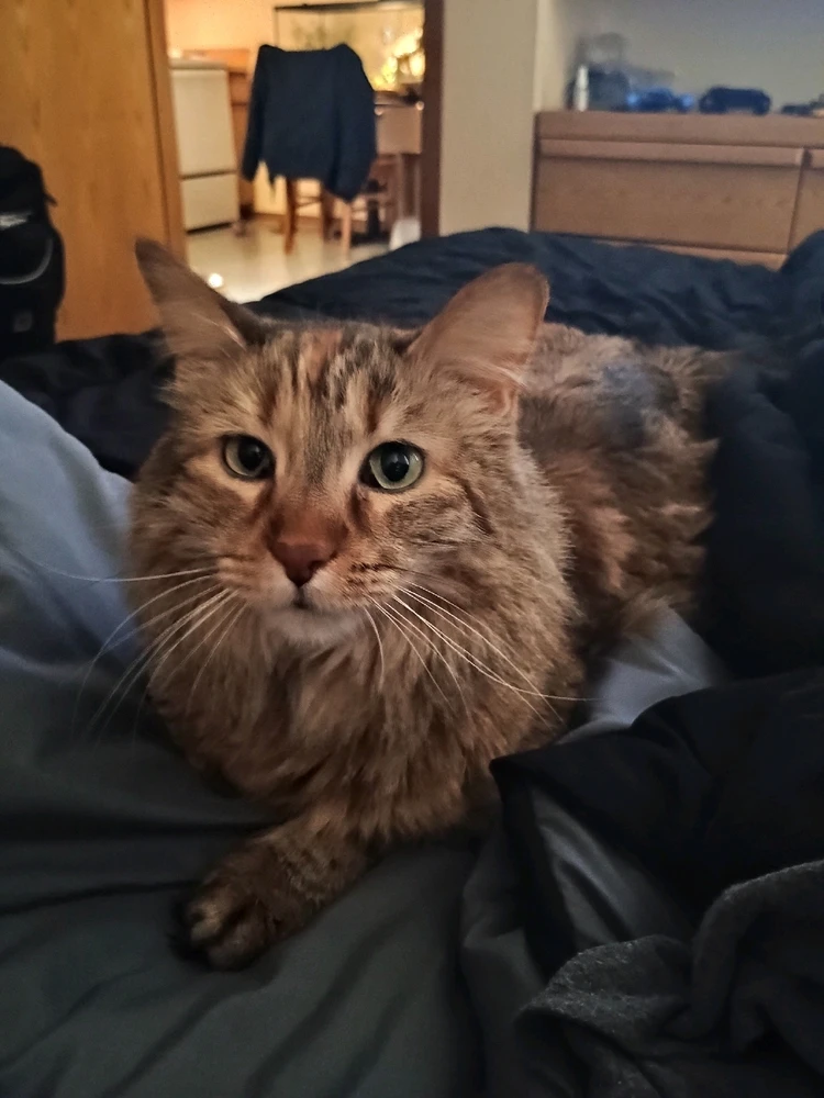 GIF uploaded by Auzzy