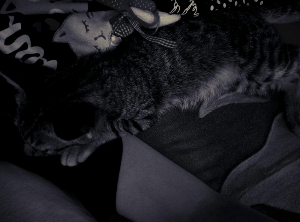 Image uploaded by 🦇𝐸𝓇𝒾