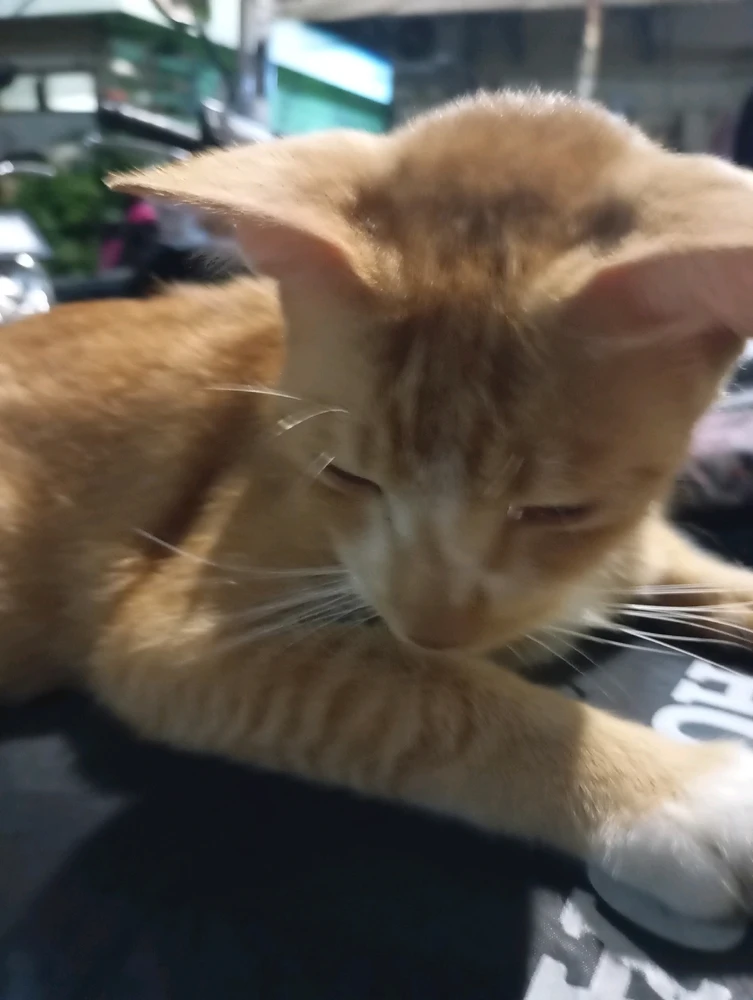 Image uploaded by Inez