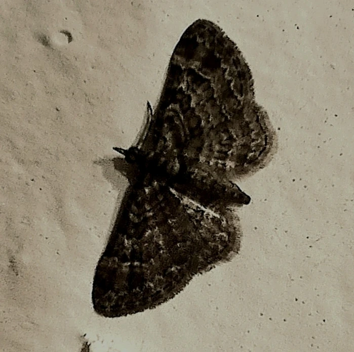 Image uploaded by Dess