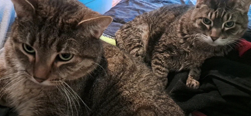 GIF uploaded by Holly