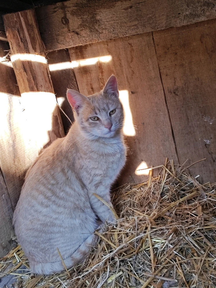 Sliku je učitao/la Marin
