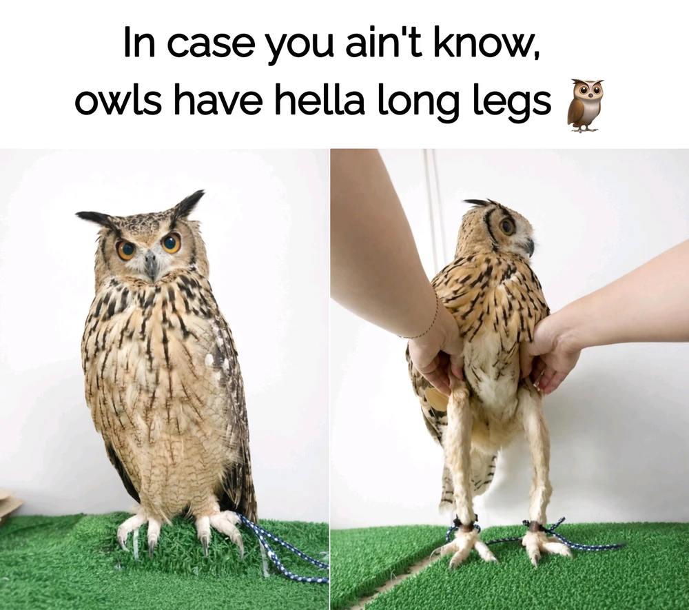 GIF uploaded by ʟɪᴛᴛʟᴇ｡⁠◕⁠‿⁠◕⁠｡ʜᴇᴀʀᴛ࿐