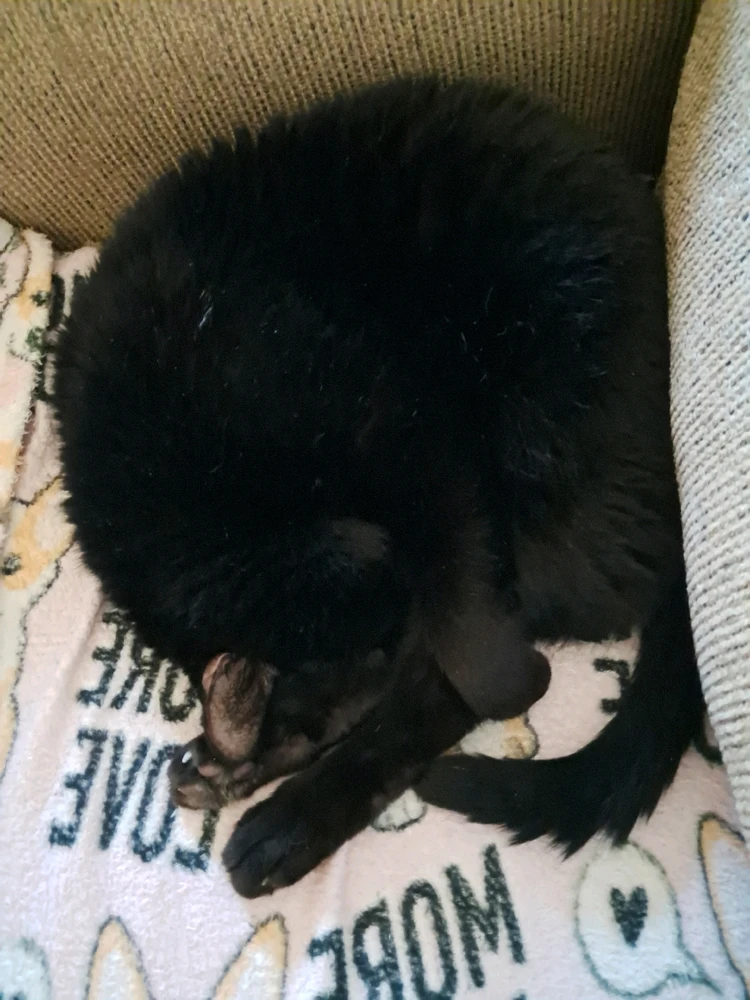 Image uploaded by Tiera