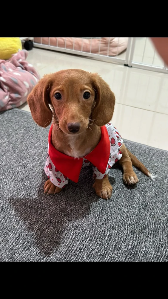 GIF uploaded by Dyah N